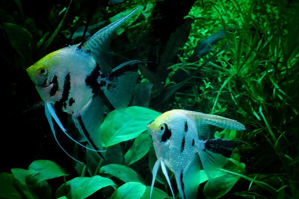 世界10大最好看的热带鱼,小丑鱼和鹦鹉鱼成功上榜。插图3 世界10大最好看的热带鱼,小丑鱼和鹦鹉鱼成功上榜。