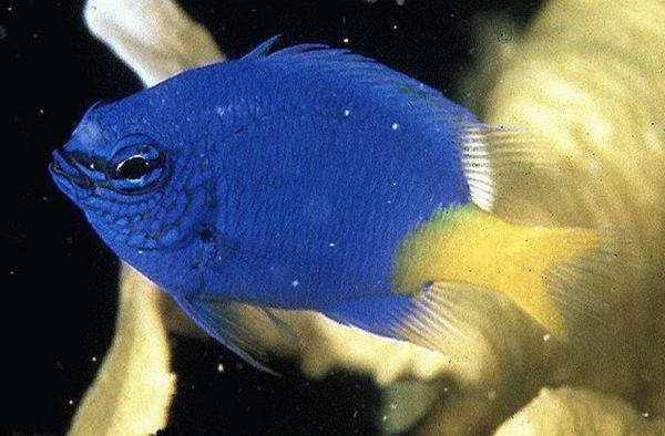 世界10大最好看的热带鱼,小丑鱼和鹦鹉鱼成功上榜。插图4 世界10大最好看的热带鱼,小丑鱼和鹦鹉鱼成功上榜。