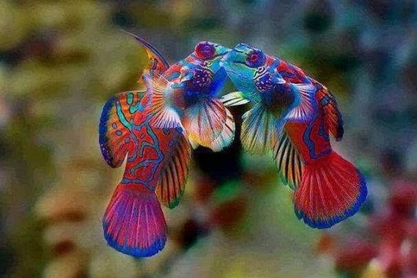 世界10大最好看的热带鱼,小丑鱼和鹦鹉鱼成功上榜。插图8 世界10大最好看的热带鱼,小丑鱼和鹦鹉鱼成功上榜。