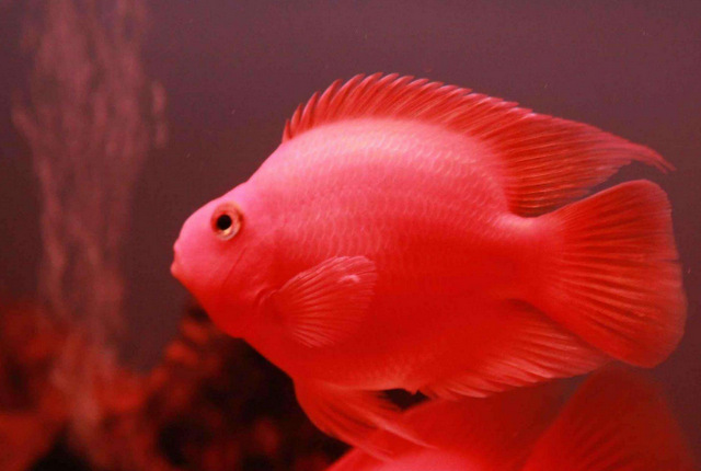 世界10大最好看的热带鱼,小丑鱼和鹦鹉鱼成功上榜。插图7 世界10大最好看的热带鱼,小丑鱼和鹦鹉鱼成功上榜。