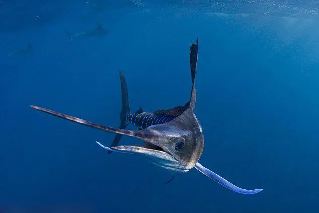 哪种鱼是鱼类大家族中的短距离游泳冠军——旗鱼插图 哪种鱼是鱼类大家族中的短距离游泳冠军——旗鱼