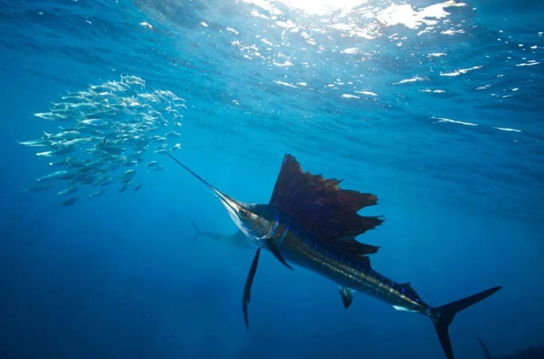 哪种鱼是鱼类大家族中的短距离游泳冠军——旗鱼插图1 哪种鱼是鱼类大家族中的短距离游泳冠军——旗鱼