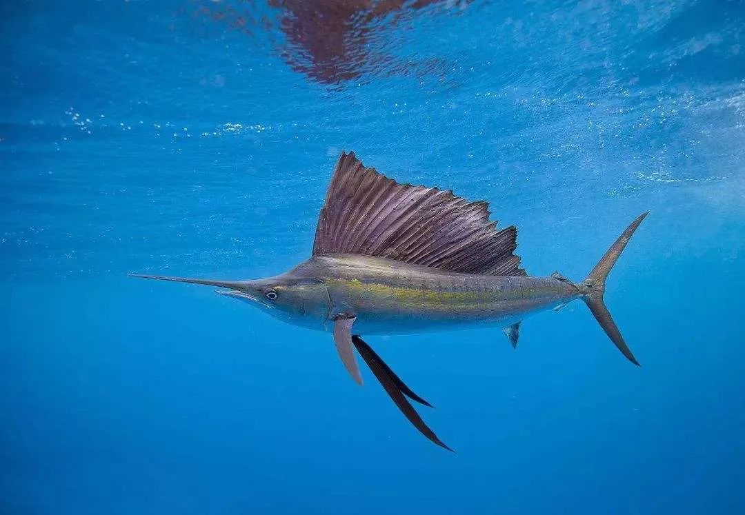哪种鱼是鱼类大家族中的短距离游泳冠军——旗鱼插图3 哪种鱼是鱼类大家族中的短距离游泳冠军——旗鱼