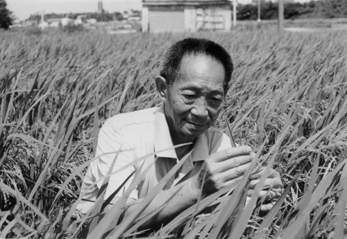 ​“杂交水稻之父”袁隆平逝世，享年91岁