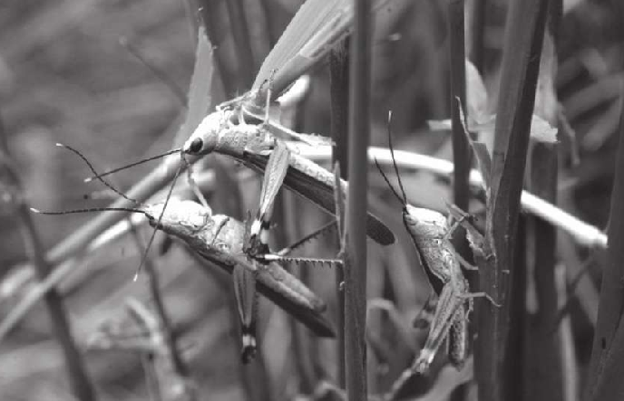 蝗虫庙里供奉的是蝗虫吗？(刘猛将军的故事)