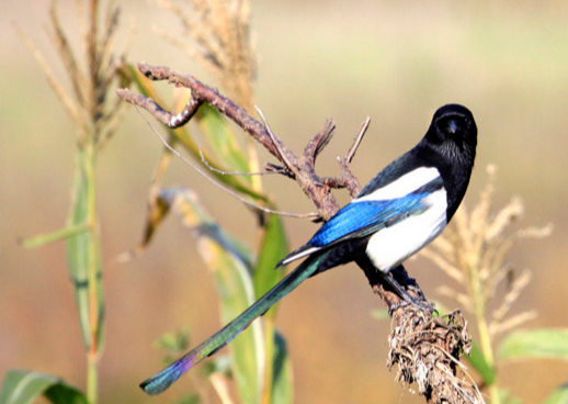 喜鹊叫，客人到。为什么人们把喜鹊视为吉祥鸟？（喜鹊的象征意义有哪些？）