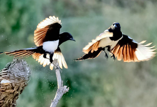 喜鹊叫，客人到。为什么人们把喜鹊视为吉祥鸟？（喜鹊的象征意义有哪些？）