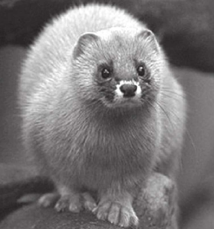 都说“黄鼠狼给鸡拜年——没安好心”,可为什么有的地方却称黄鼠狼为“黄大仙”?(歇后语黄鼠狼给鸡拜年童话故事)插图1 都说“黄鼠狼给鸡拜年——没安好心”,可为什么有的地方却称黄鼠狼为“黄大仙”?(歇后语黄鼠狼给鸡拜年童话故事)