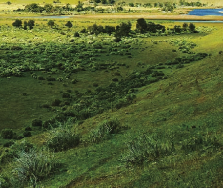 呼伦贝尔大草原插图1 呼伦贝尔大草原