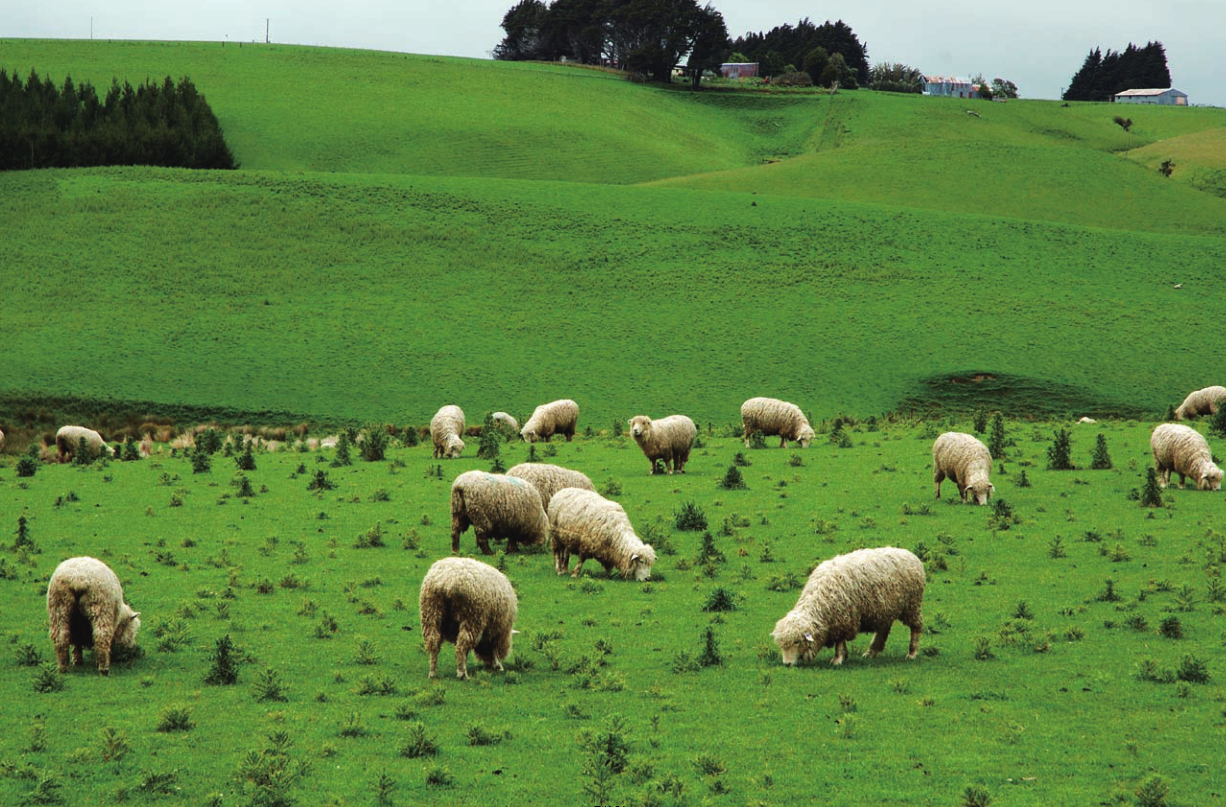 呼伦贝尔大草原插图3 呼伦贝尔大草原