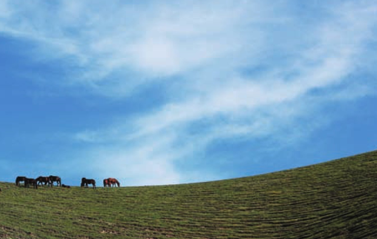 伊犁草原插图2 伊犁草原