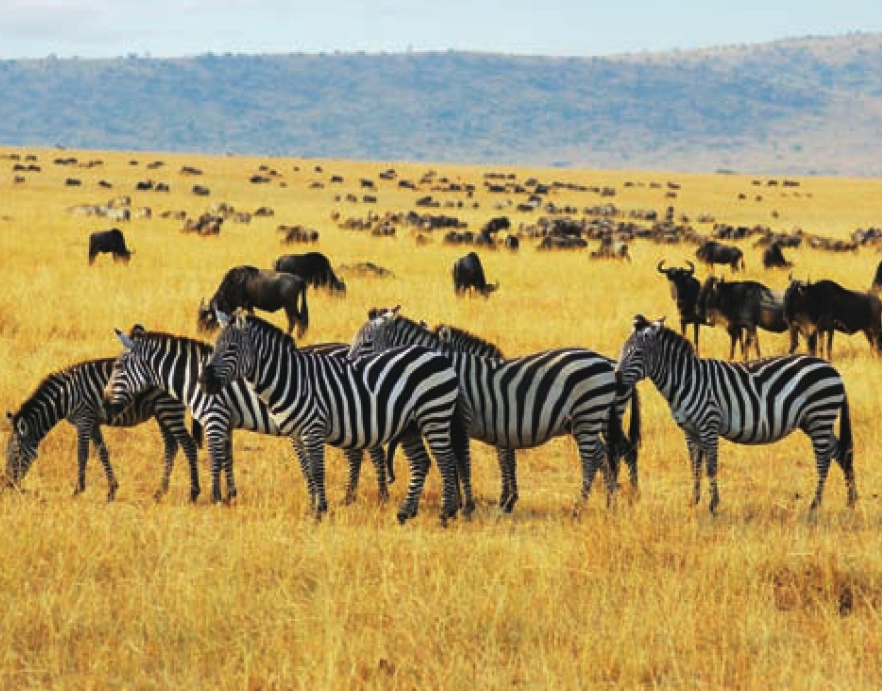 贡格尔草原插图1 贡格尔草原