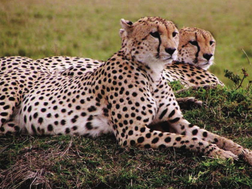 贡格尔草原插图2 贡格尔草原