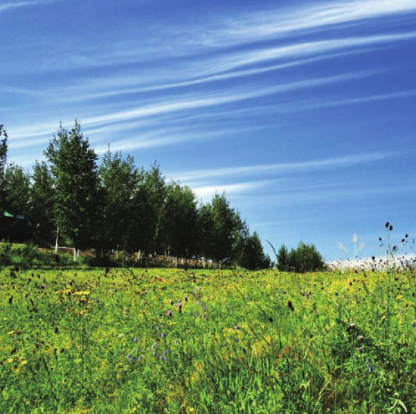 吕讷堡石楠草原插图1 吕讷堡石楠草原