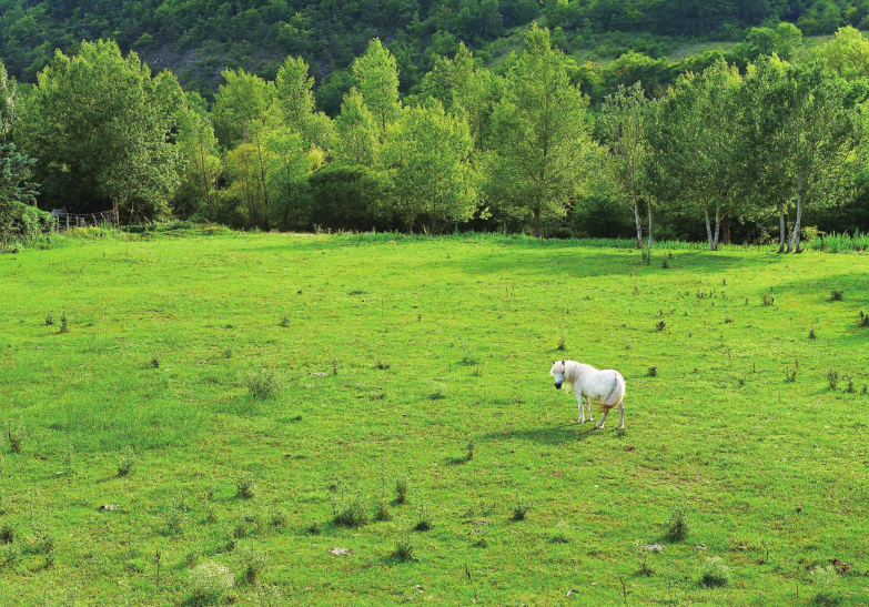 吕讷堡石楠草原插图2 吕讷堡石楠草原