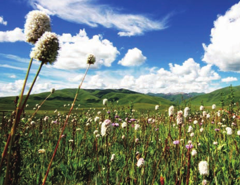 吕讷堡石楠草原插图3 吕讷堡石楠草原