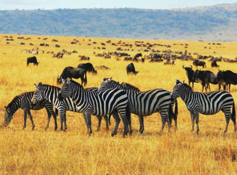 吕讷堡石楠草原插图4 吕讷堡石楠草原