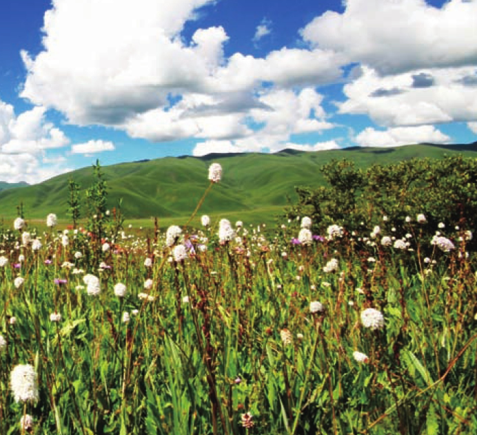 吕讷堡石楠草原插图5 吕讷堡石楠草原