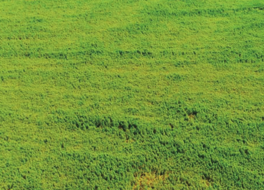潘帕斯草原(没有树木的大草原)