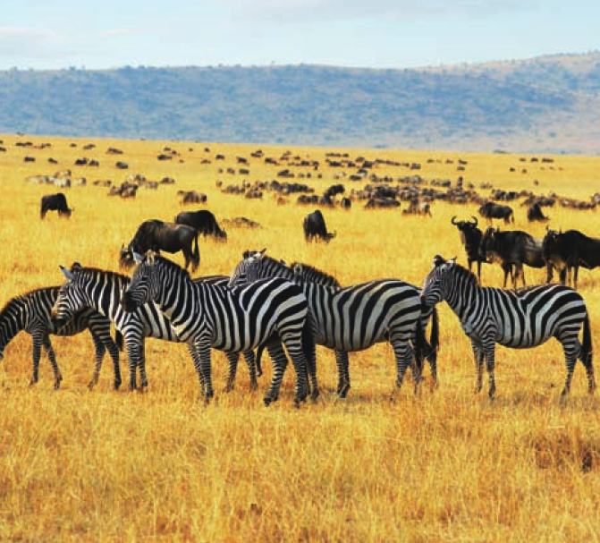 北美大草原插图1 北美大草原