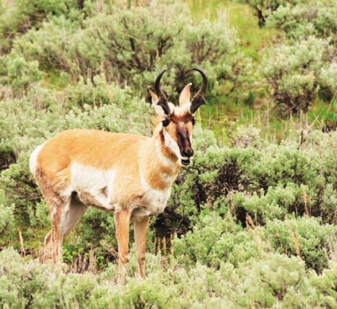 北美大草原插图3 北美大草原