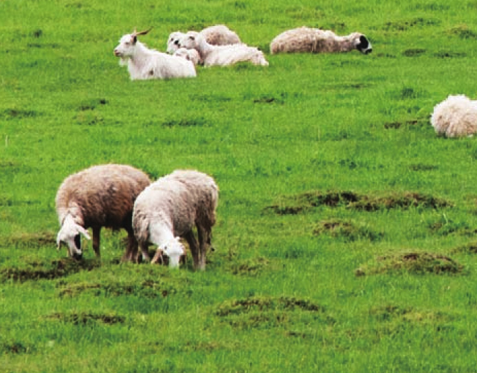 加拿大草原插图4 加拿大草原