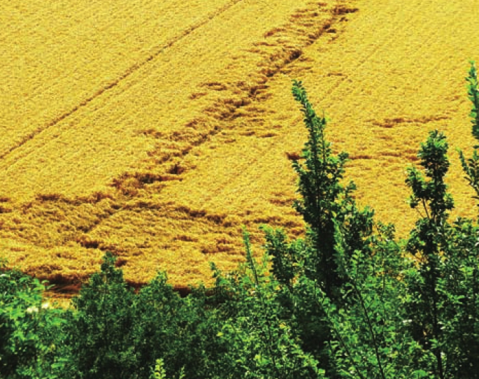加拿大草原插图1 加拿大草原
