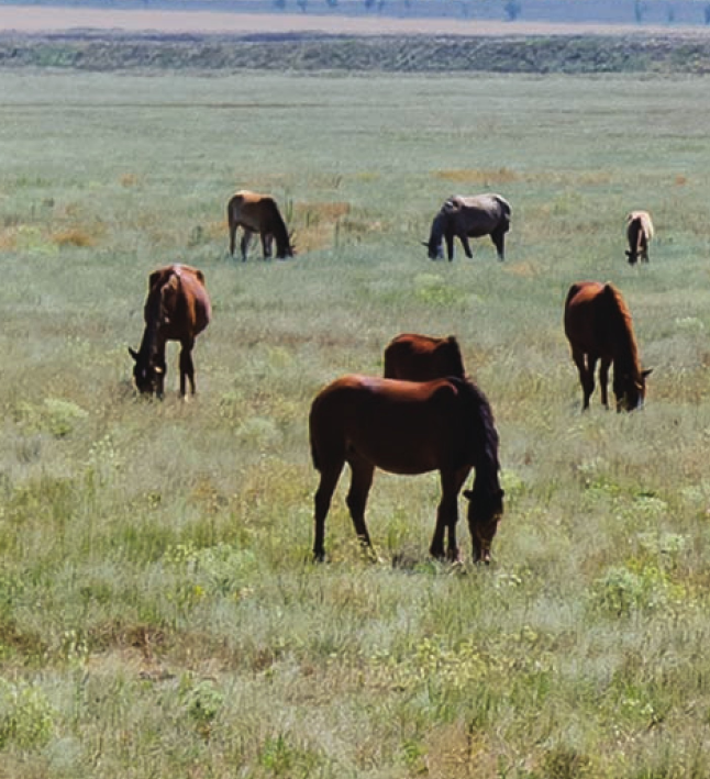 非洲热带草原(干季与湿季交接的草原)插图2 非洲热带草原(干季与湿季交接的草原)