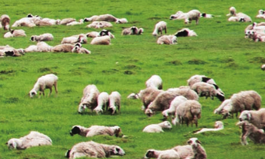 非洲热带草原(干季与湿季交接的草原)插图3 非洲热带草原(干季与湿季交接的草原)