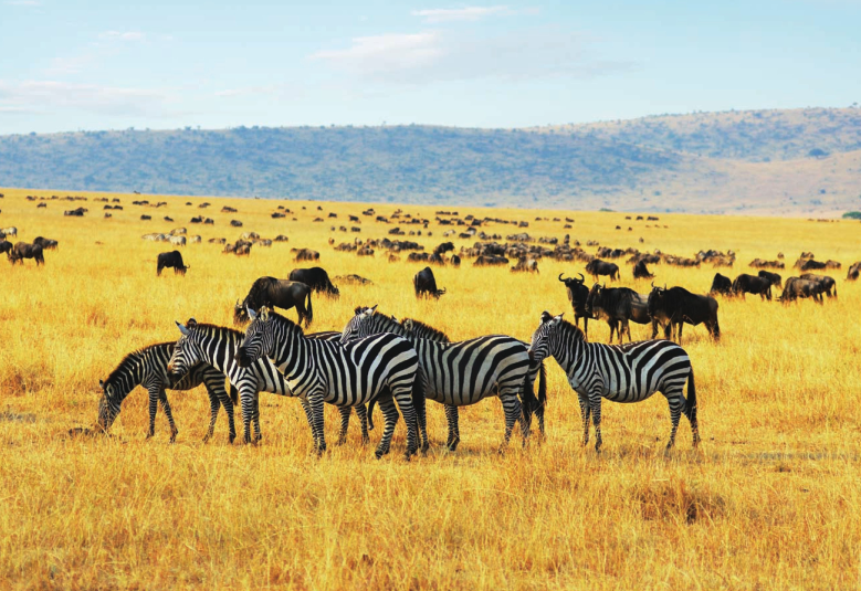 非洲热带草原(干季与湿季交接的草原)插图4 非洲热带草原(干季与湿季交接的草原)