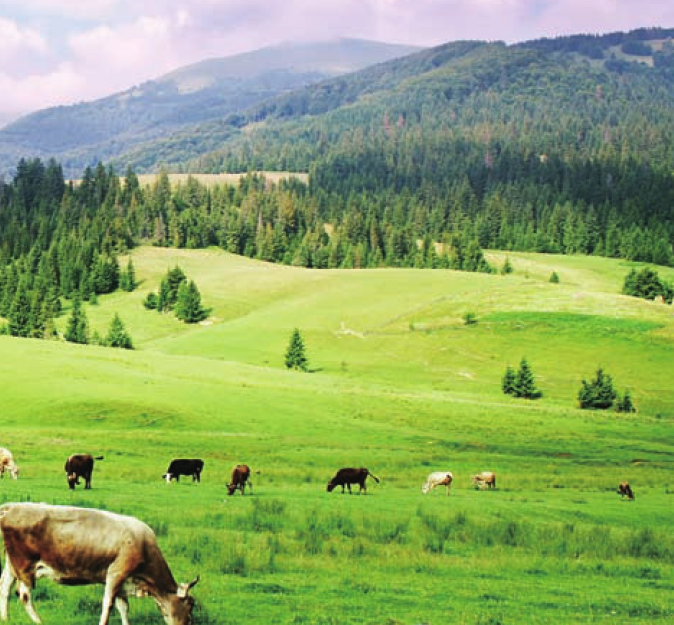 非洲热带草原(干季与湿季交接的草原)插图5 非洲热带草原(干季与湿季交接的草原)