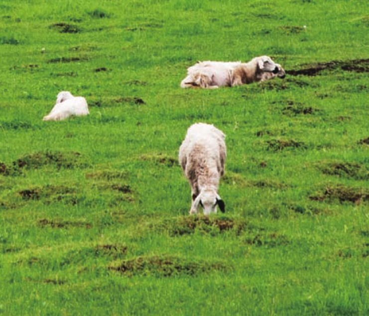 东非大草原插图1 东非大草原