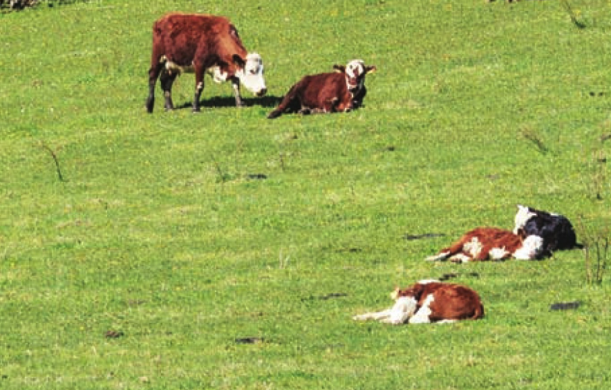 东非大草原插图3 东非大草原