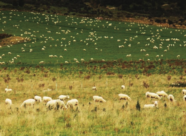 新西兰草原(草原上的世界牧场)插图 新西兰草原(草原上的世界牧场)