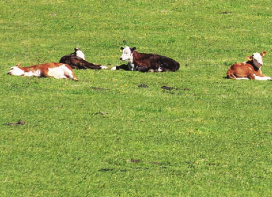 新西兰草原(草原上的世界牧场)插图1 新西兰草原(草原上的世界牧场)
