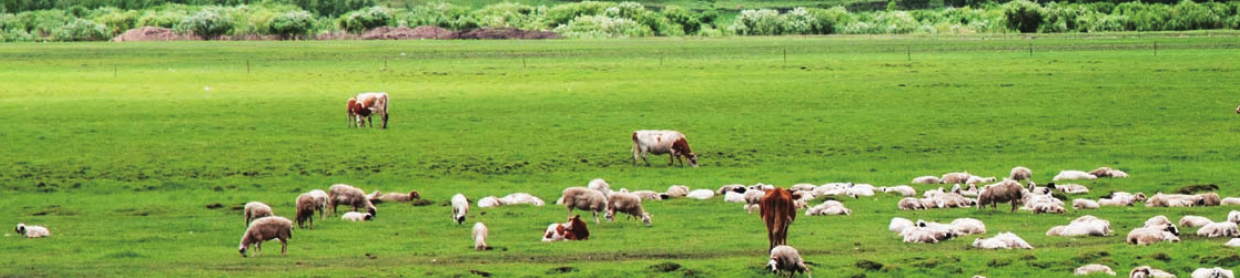 新西兰草原(草原上的世界牧场)插图2 新西兰草原(草原上的世界牧场)