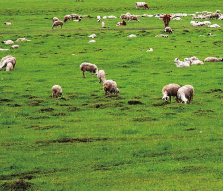 新西兰草原(草原上的世界牧场)插图3 新西兰草原(草原上的世界牧场)
