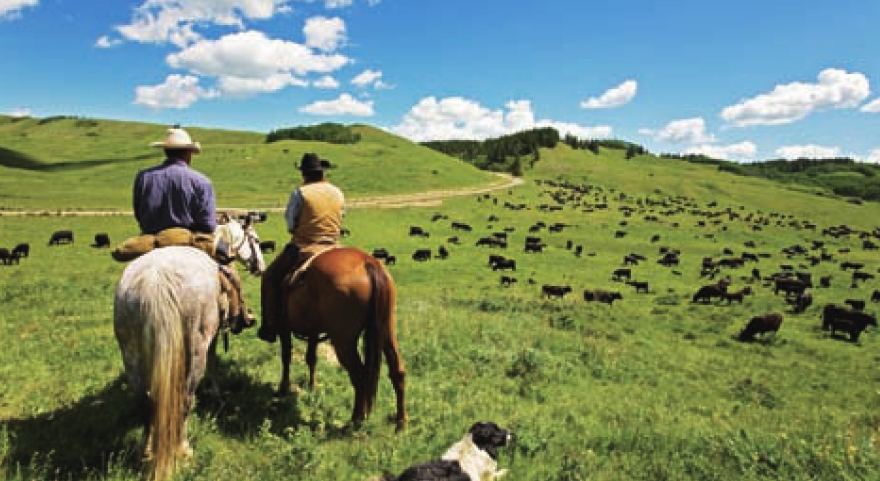 维多利亚州牧场（澳洲最大的乳制品产地）