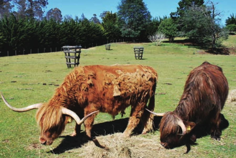 维多利亚州牧场（澳洲最大的乳制品产地）
