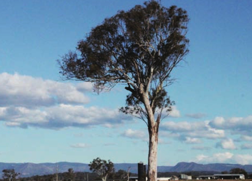 维多利亚州牧场（澳洲最大的乳制品产地）