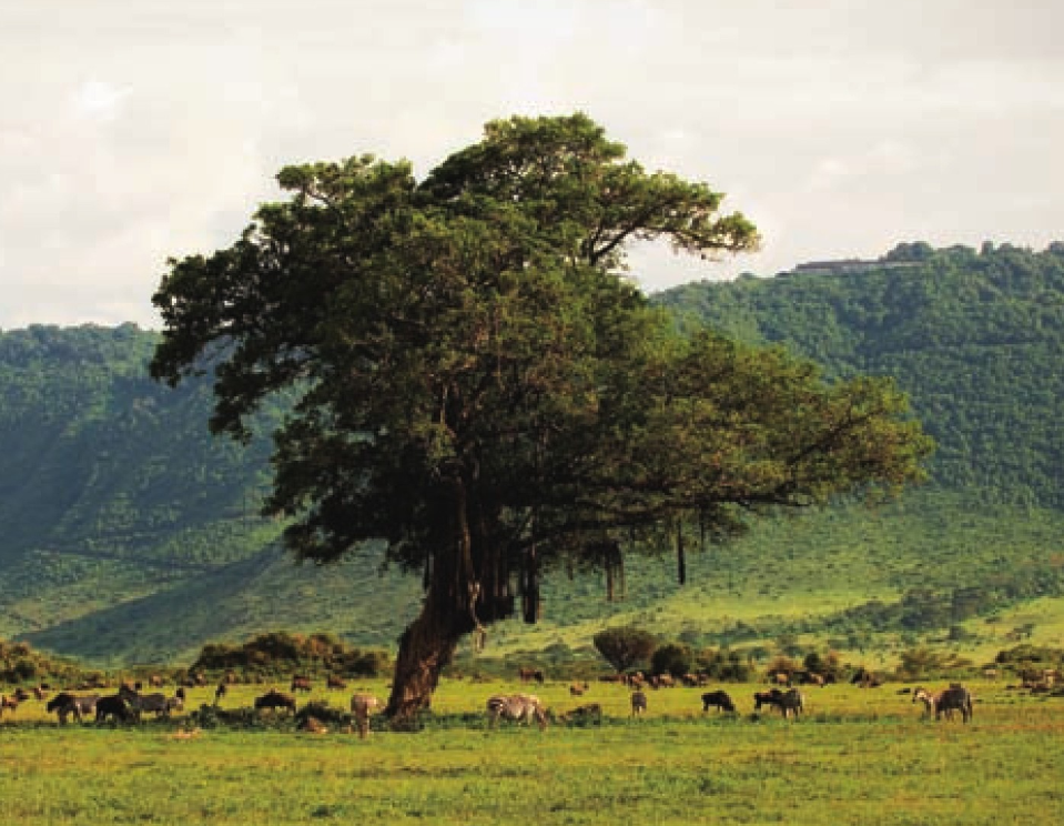维多利亚州牧场（澳洲最大的乳制品产地）