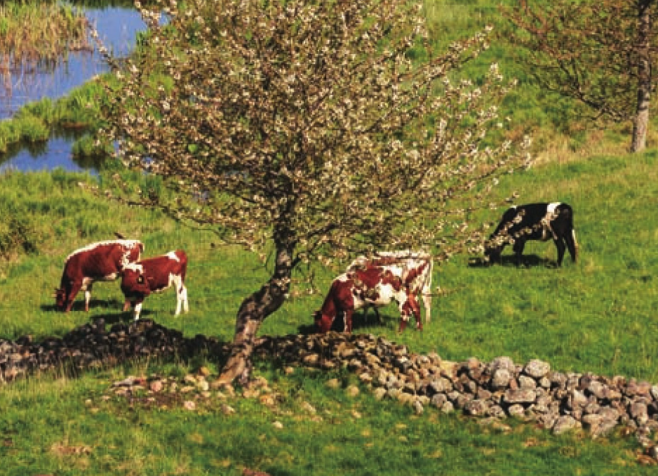 维多利亚州牧场（澳洲最大的乳制品产地）