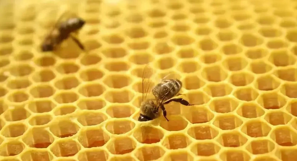 超有趣的动物趣味数学小故事:这6个动物小故事让孩子爱上数学插图 超有趣的动物趣味数学小故事:这6个动物小故事让孩子爱上数学