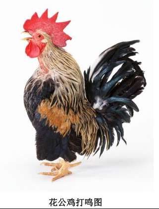 十二生肖文化之生肖鸡故事