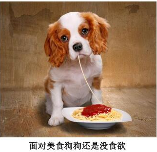 十二生肖文化之生肖狗故事插图1 十二生肖文化之生肖狗故事