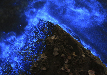 荧光海是怎么形成的?中国哪里有?插图1 荧光海是怎么形成的?中国哪里有?