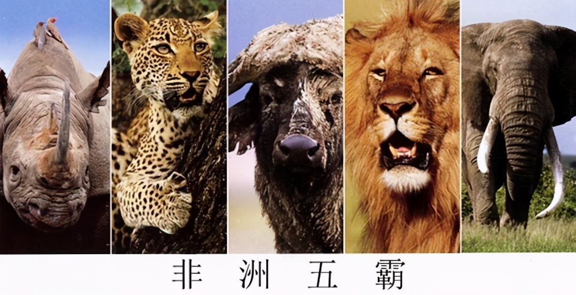 世界上黄金产量最多的国家是哪个国家?南非(附南非冷知识)插图8 世界上黄金产量最多的国家是哪个国家?南非(附南非冷知识)