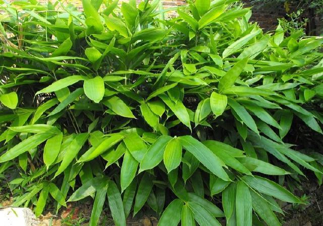 孩子好奇爱问的植物知识科普：粽子叶是什么植物的叶子？（端午节百科）