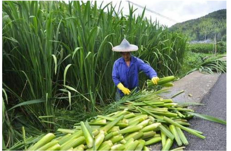 孩子好奇爱问的植物知识科普：粽子叶是什么植物的叶子？（端午节百科）