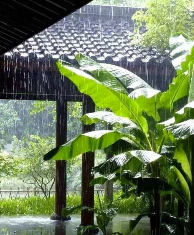 孩子好奇爱问的植物知识科普：粽子叶是什么植物的叶子？（端午节百科）